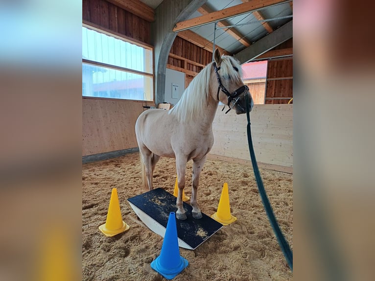 Aegidienberger Gelding 5 years 14,2 hh Palomino in Waakirchen