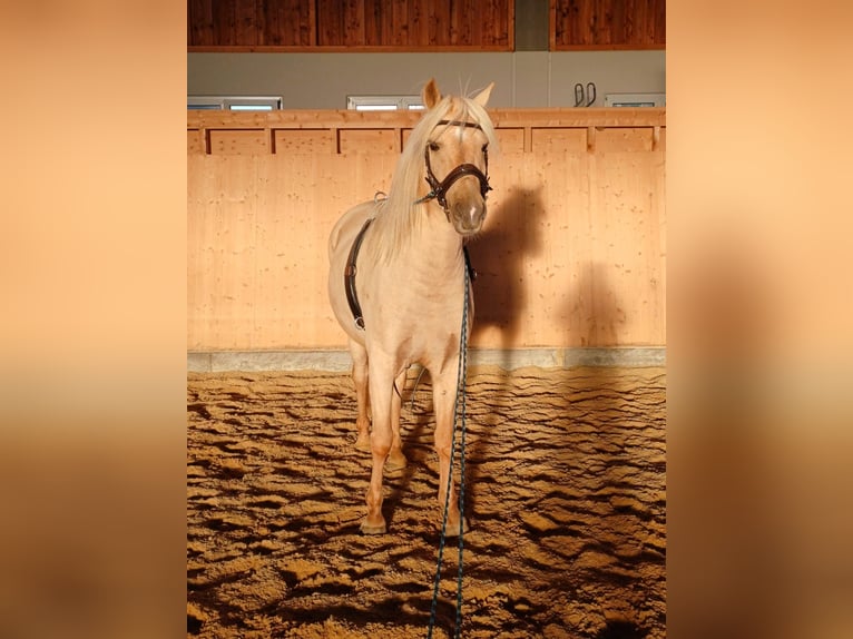 Aegidienberger Gelding 5 years 14,2 hh Palomino in Waakirchen