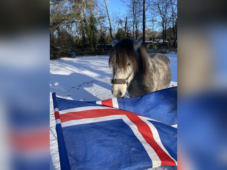 Aegidienberger Gelding 5 years  in Dreieich