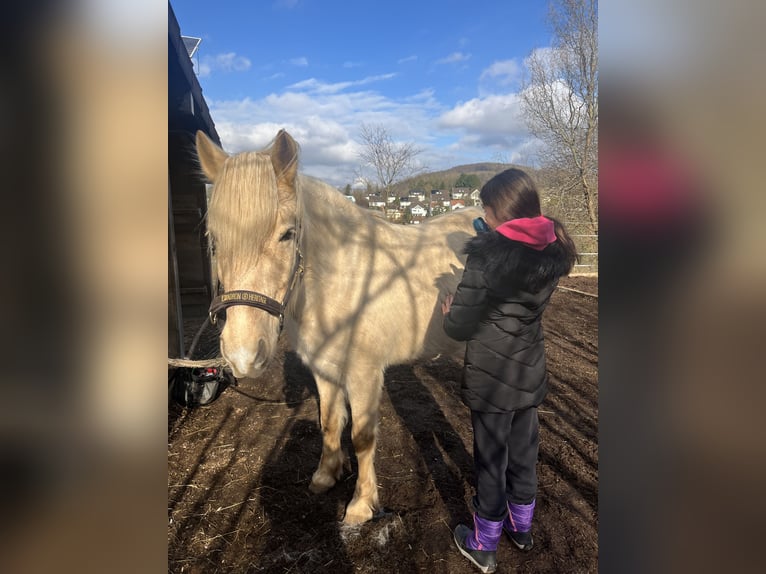 Aegidienberger Gelding 7 years 14,2 hh Palomino in Riehen