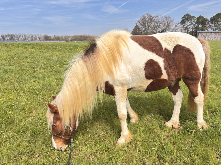 Aegidienberger Gelding 9 years 14.2 hh Pinto in AdelsheimAdelsheim