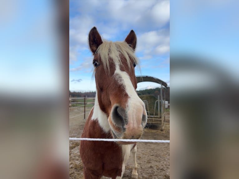 Aegidienberger Gelding 9 years 14.2 hh Pinto in AdelsheimAdelsheim