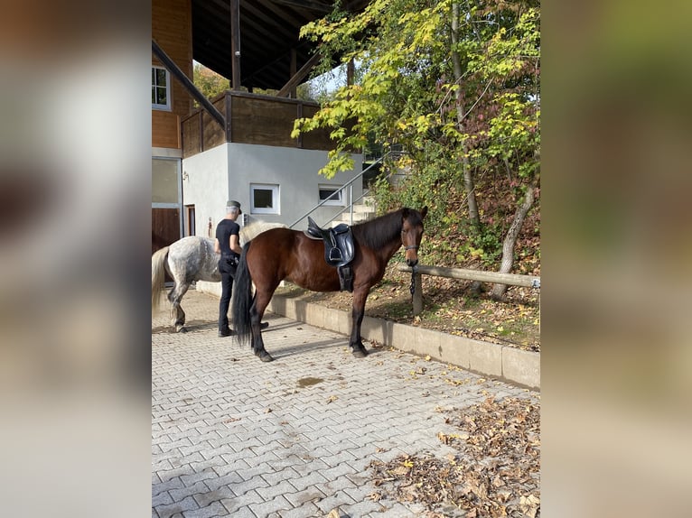 Aegidienberger Giumenta 13 Anni 145 cm Baio in Alfter