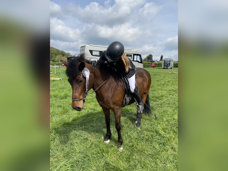 Aegidienberger Giumenta 13 Anni 145 cm Baio in Alfter