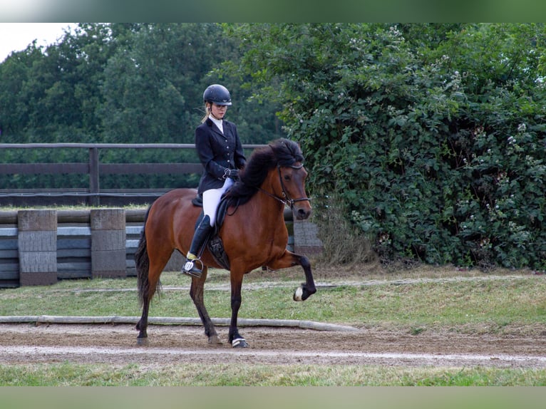 Aegidienberger Giumenta 13 Anni 145 cm Baio in Alfter