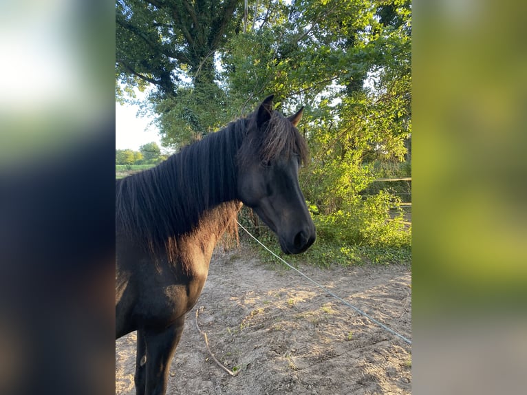 Aegidienberger Giumenta 2 Anni 150 cm Baio scuro in Sophienhamm