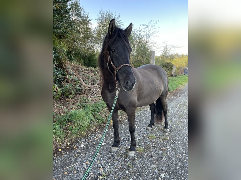 Aegidienberger Giumenta 5 Anni 143 cm Baio scuro in Overath