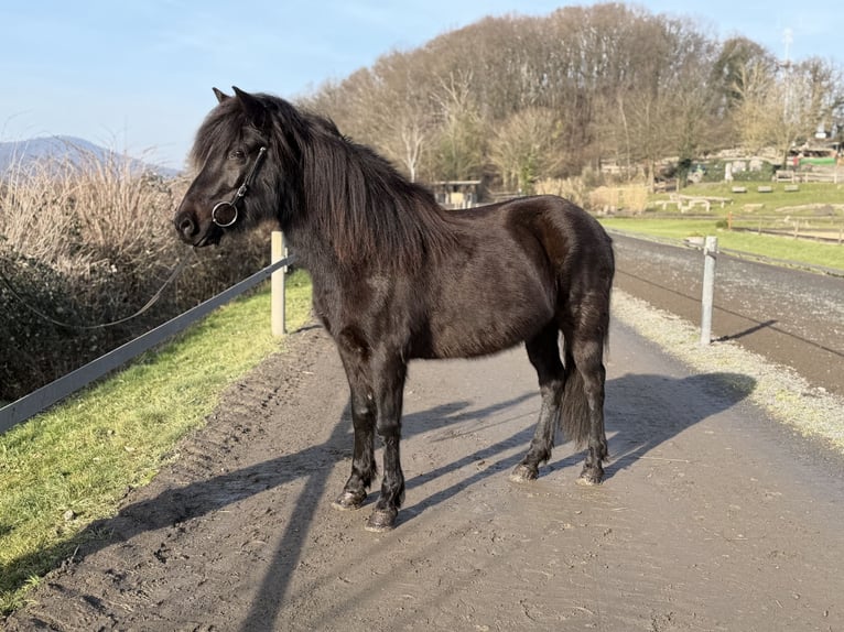 Aegidienberger Giumenta 6 Anni 144 cm Morello in Bad Honnef