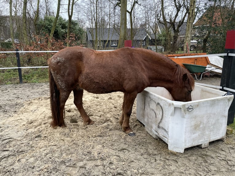 Aegidienberger Hengst 17 Jaar 145 cm Vos in Lies