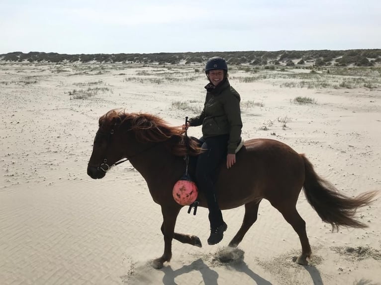 Aegidienberger Hengst 17 Jahre 145 cm Fuchs in Lies