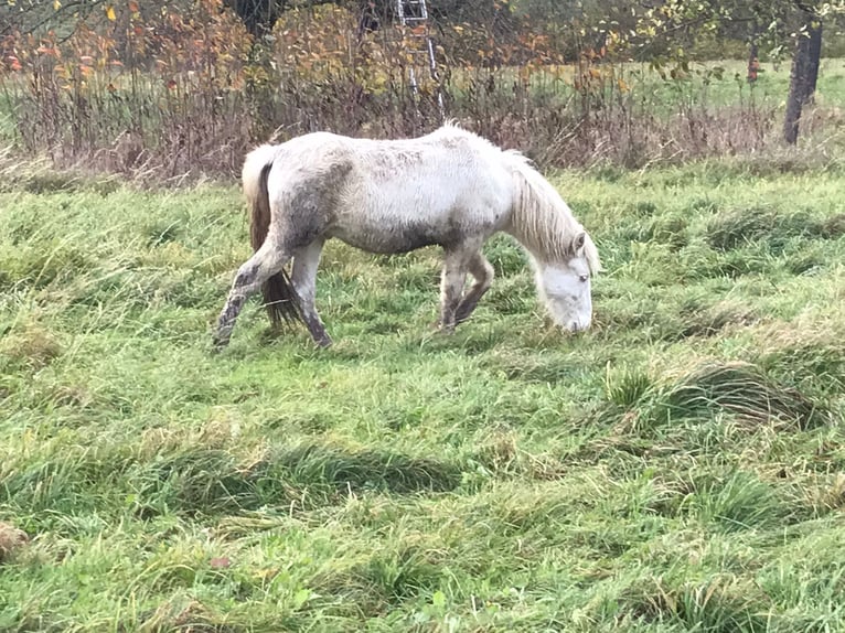 Aegidienberger Hengst 2 Jaar 145 cm Gevlekt-paard in Eopenrod