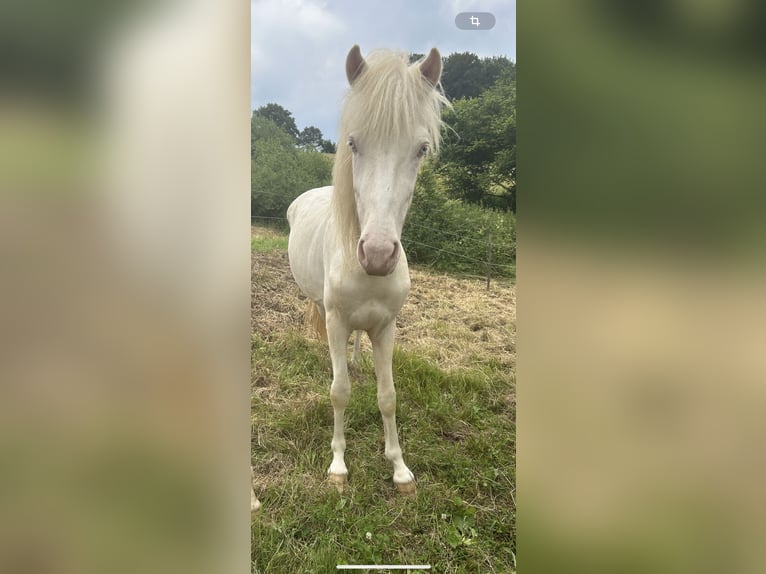 Aegidienberger Hengst 2 Jaar 145 cm Gevlekt-paard in Eopenrod