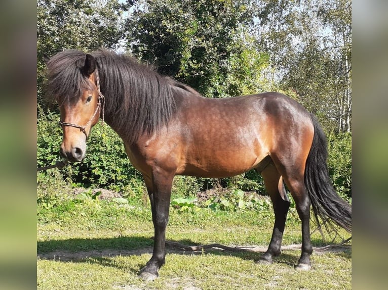 Aegidienberger Hengst 2 Jaar 147 cm Bruin in Lampaden