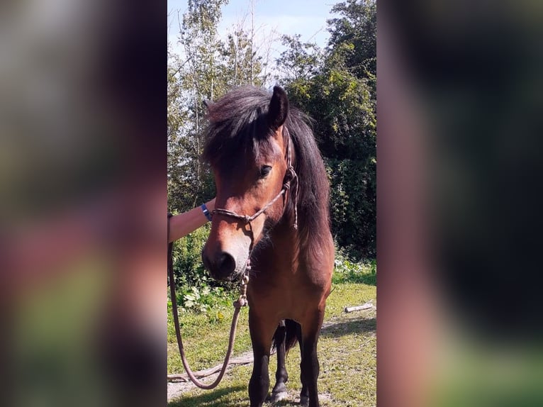 Aegidienberger Hengst 2 Jaar 147 cm Bruin in Lampaden