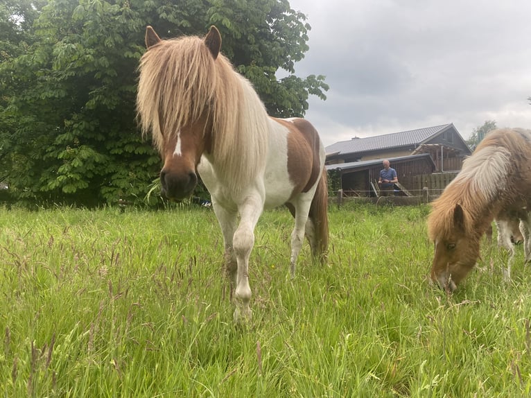 Aegidienberger Hengst 2 Jaar Tobiano-alle-kleuren in Bargstall