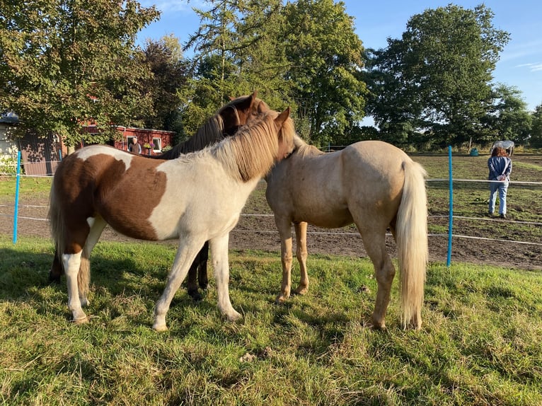 Aegidienberger Hengst 2 Jahre Tobiano-alle-Farben in Bargstall