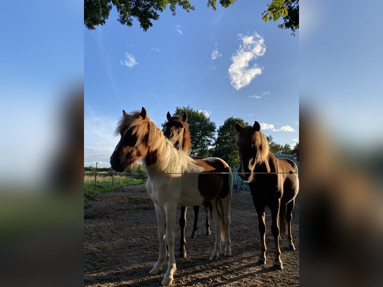 Aegidienberger Hengst 2 Jahre Tobiano-alle-Farben in Bargstall