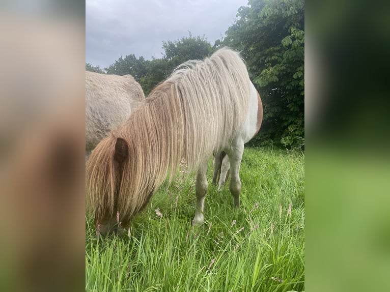Aegidienberger Hengst 2 Jahre Tobiano-alle-Farben in Bargstall