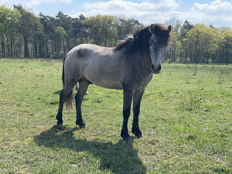 Aegidienberger Hongre 5 Ans in Dreieich