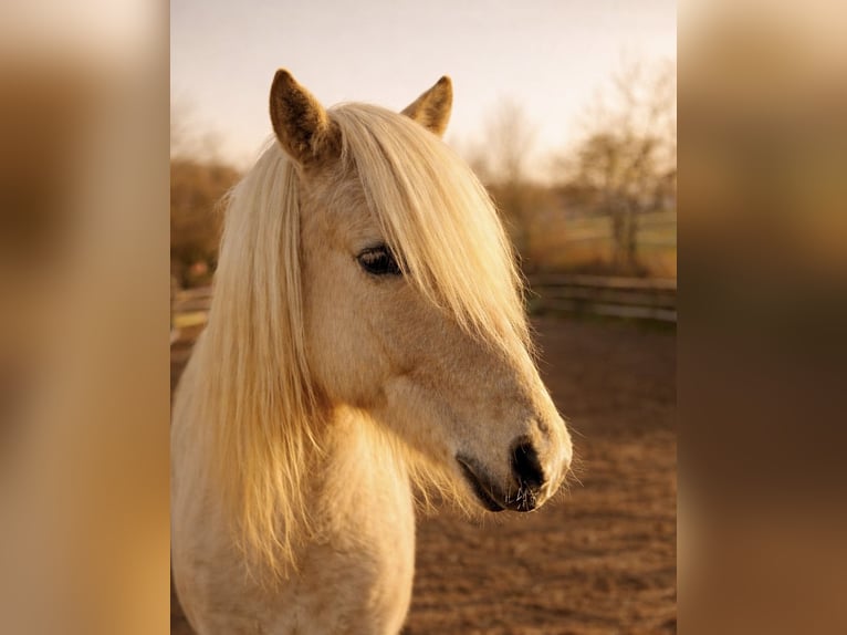 Aegidienberger Hongre 7 Ans 148 cm Palomino in Riehen