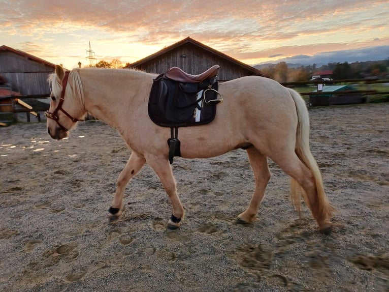 Aegidienberger Hongre 7 Ans 148 cm Palomino in Riehen