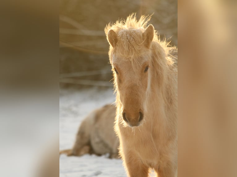 Aegidienberger Jument 2 Ans 140 cm Palomino in Schmelz