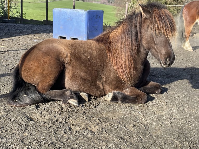 Aegidienberger Jument 5 Ans 143 cm Bai brun in Overath