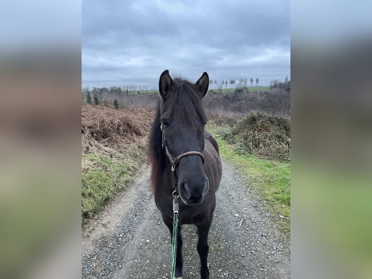 Aegidienberger Jument 5 Ans 144 cm Bai brun in Overath