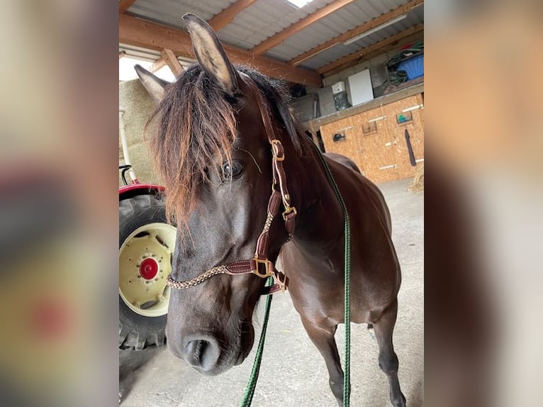 Aegidienberger Jument 5 Ans 144 cm Bai brun in Overath