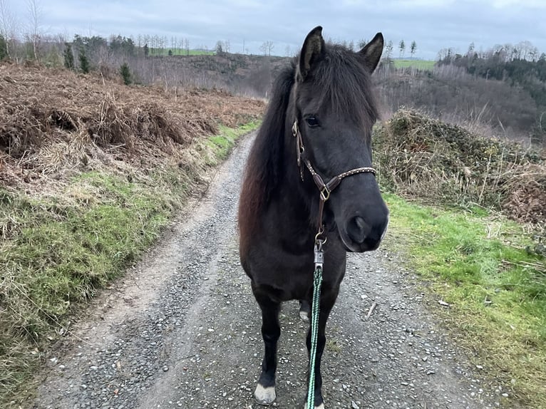 Aegidienberger Jument 5 Ans 144 cm Bai brun in Overath