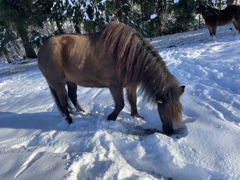 Aegidienberger Jument 6 Ans 144 cm Bai brun in Overath