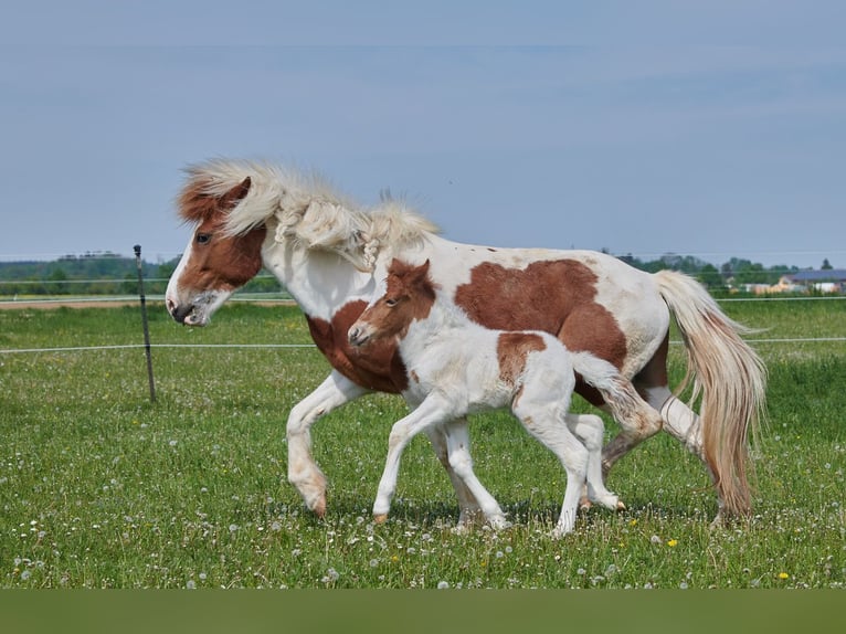 Aegidienberger Jument 6 Ans Pinto in Parsdorf