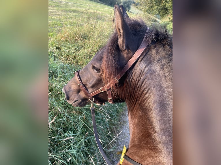 Aegidienberger Mare 5 years 14 hh Bay-Dark in Overath