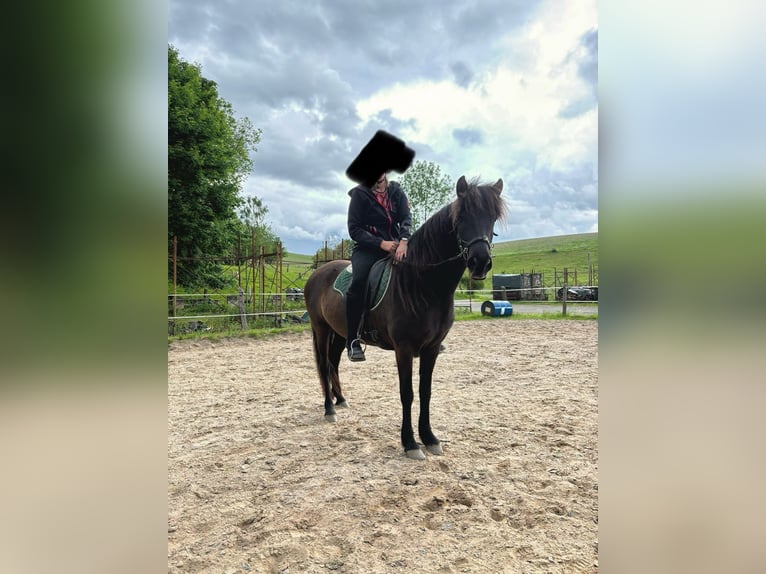 Aegidienberger Mare 6 years 14 hh Bay-Dark in Overath