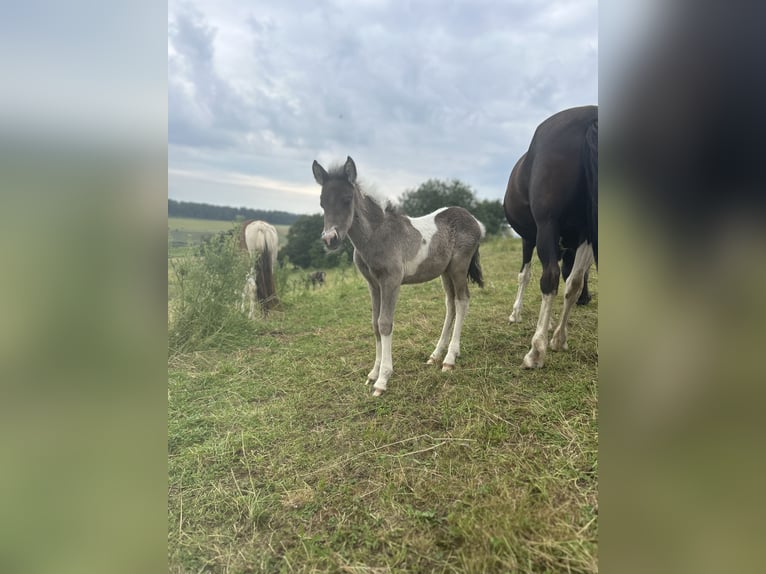 Aegidienberger Mare Foal (06/2024) 14,1 hh Pinto in HolzheimEppenrod