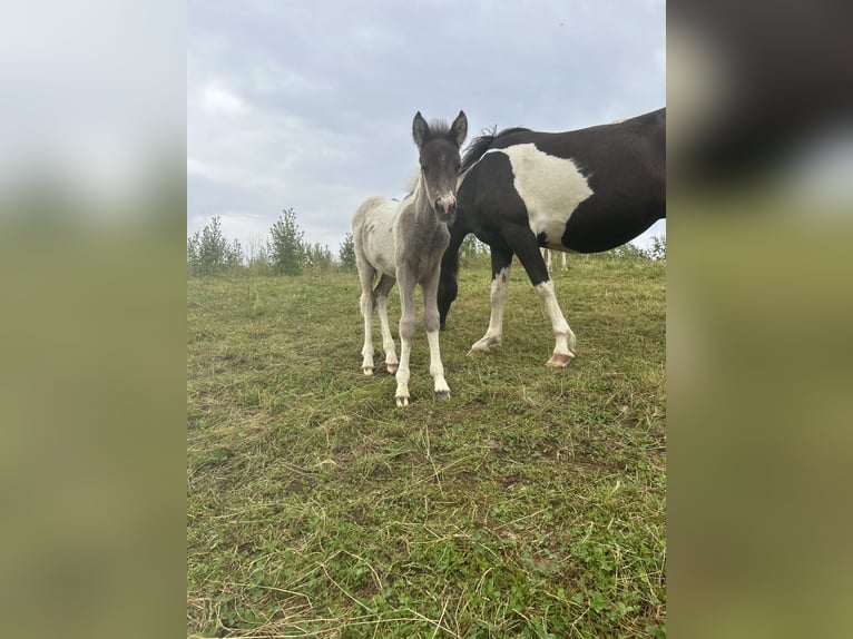 Aegidienberger Mare Foal (06/2024) 14,1 hh Pinto in HolzheimEppenrod