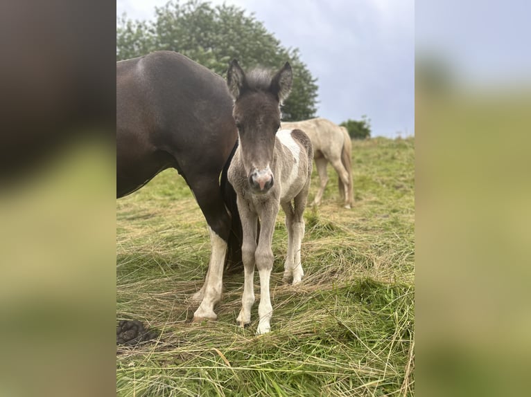 Aegidienberger Mare Foal (06/2024) 14,1 hh Pinto in HolzheimEppenrod