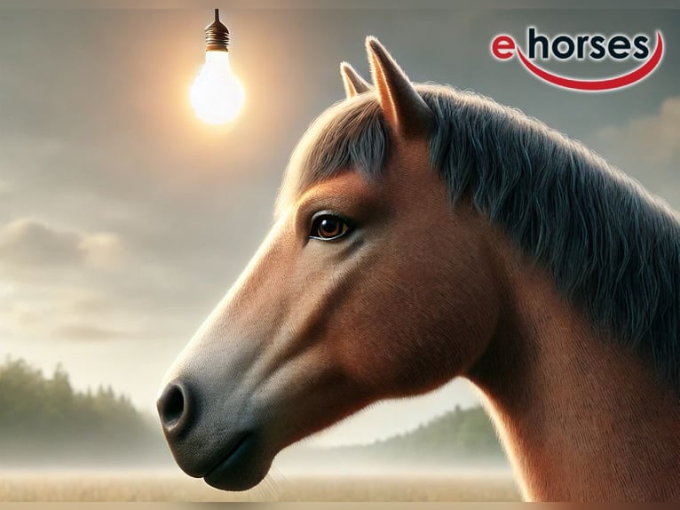 Aegidienberger Merrie 13 Jaar 186 cm Palomino in Dornum