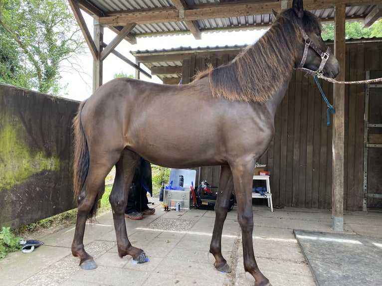 Aegidienberger Merrie 2 Jaar 150 cm Donkerbruin in Sophienhamm