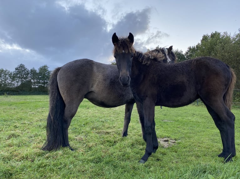 Aegidienberger Merrie 2 Jaar 150 cm Donkerbruin in Sophienhamm