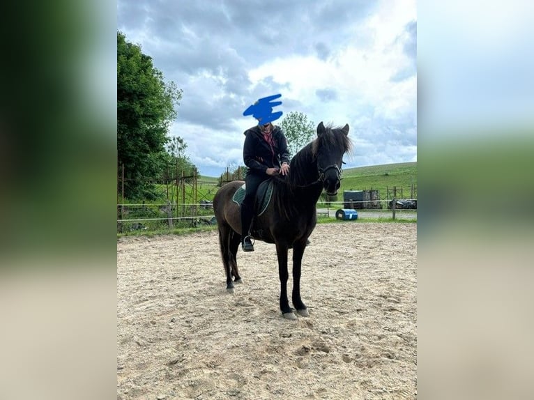 Aegidienberger Merrie 5 Jaar 143 cm Donkerbruin in Overath