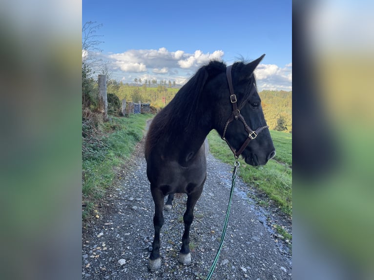 Aegidienberger Merrie 5 Jaar 143 cm Donkerbruin in Overath