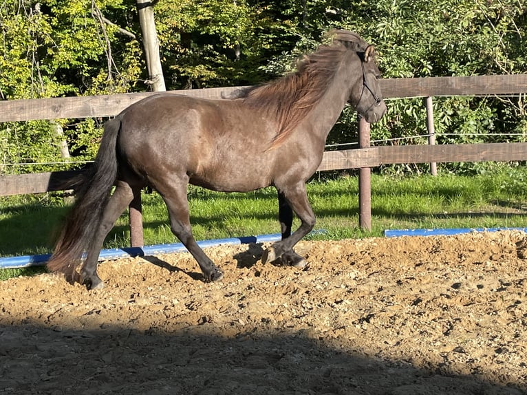 Aegidienberger Merrie 5 Jaar 144 cm Donkerbruin in Overath