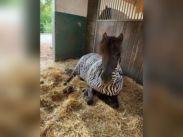 Aegidienberger Merrie 5 Jaar 144 cm Donkerbruin in Overath