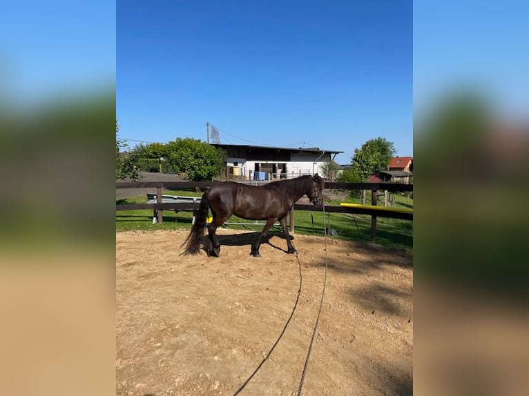 Aegidienberger Merrie 5 Jaar 144 cm Donkerbruin in Overath