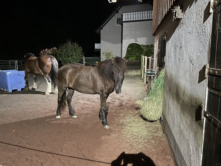 Aegidienberger Merrie 6 Jaar 144 cm Donkerbruin in Overath