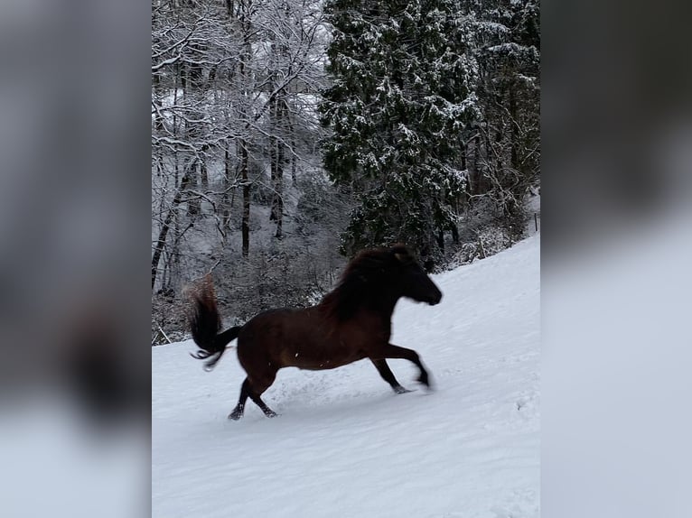 Aegidienberger Merrie 6 Jaar 144 cm Donkerbruin in Overath