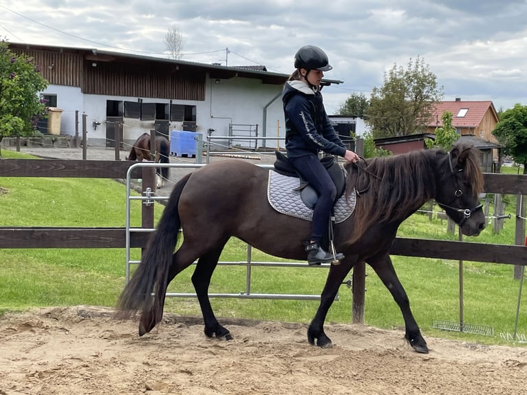 Aegidienberger Merrie 6 Jaar 144 cm Donkerbruin in Overath