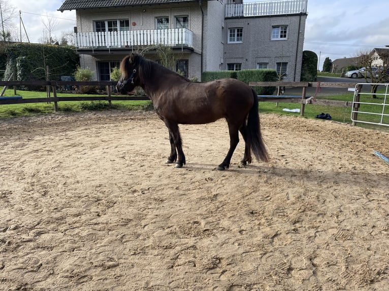 Aegidienberger Merrie 6 Jaar 144 cm Donkerbruin in Overath