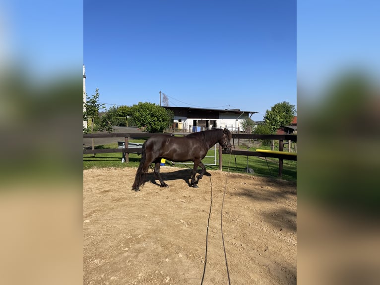 Aegidienberger Merrie 6 Jaar 144 cm Donkerbruin in Overath